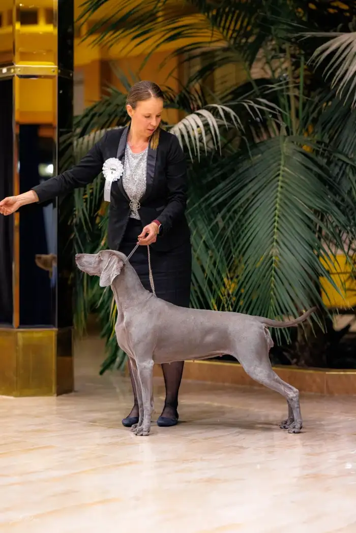 C's Iron Pepper Grey Marvel - ŠŠ 2026