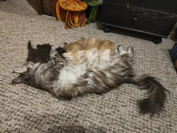 S maminkou, Oligarchy Esme