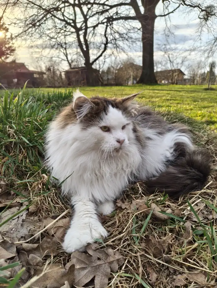 Poly taťka, Adelheids Oligarch PP