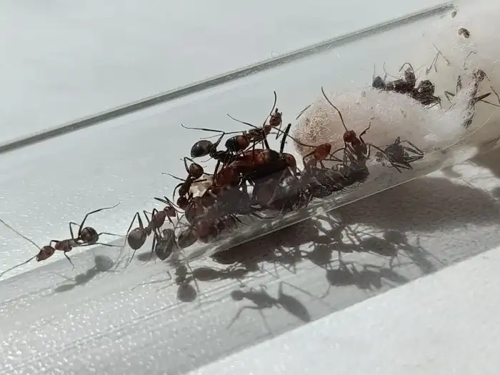 nicoberensis