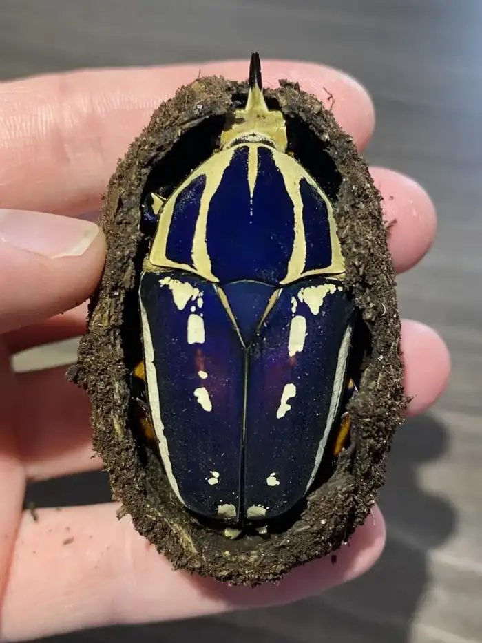 Mecynorhina torquata ugandensis