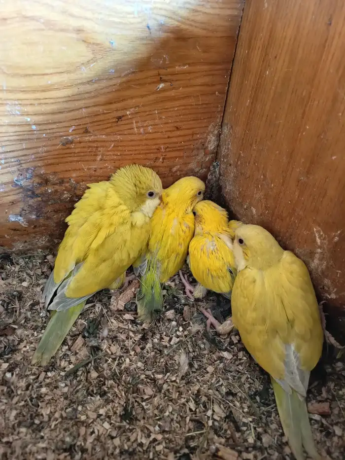 2 samci zelení palidi a 2 samičky yelou face