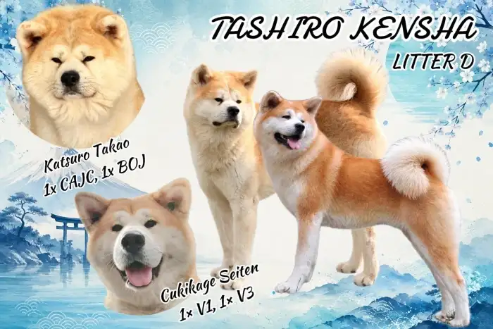 Tashiro Kensha, Litter D