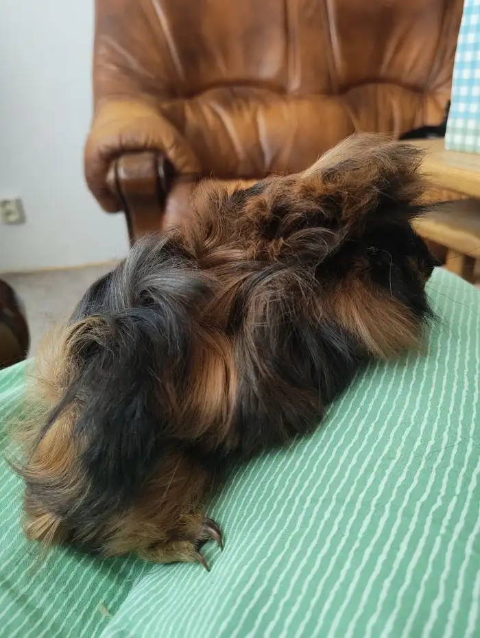 Chlapec
