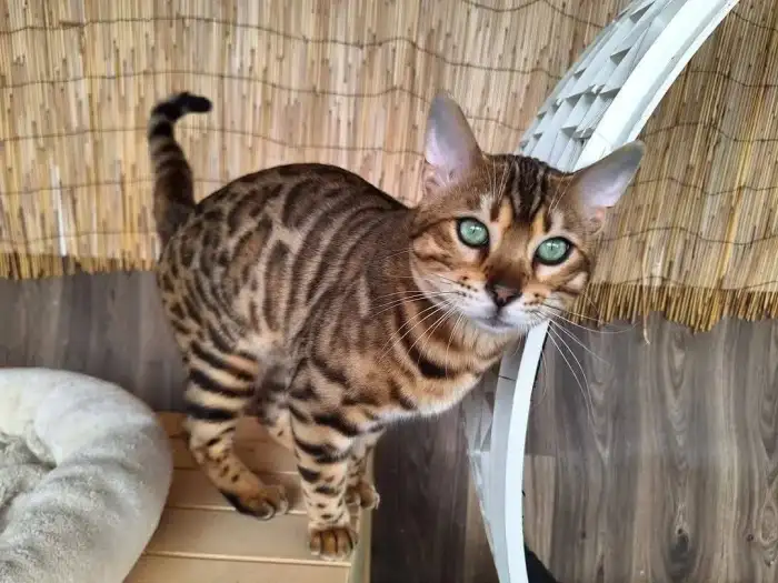 Tatínek