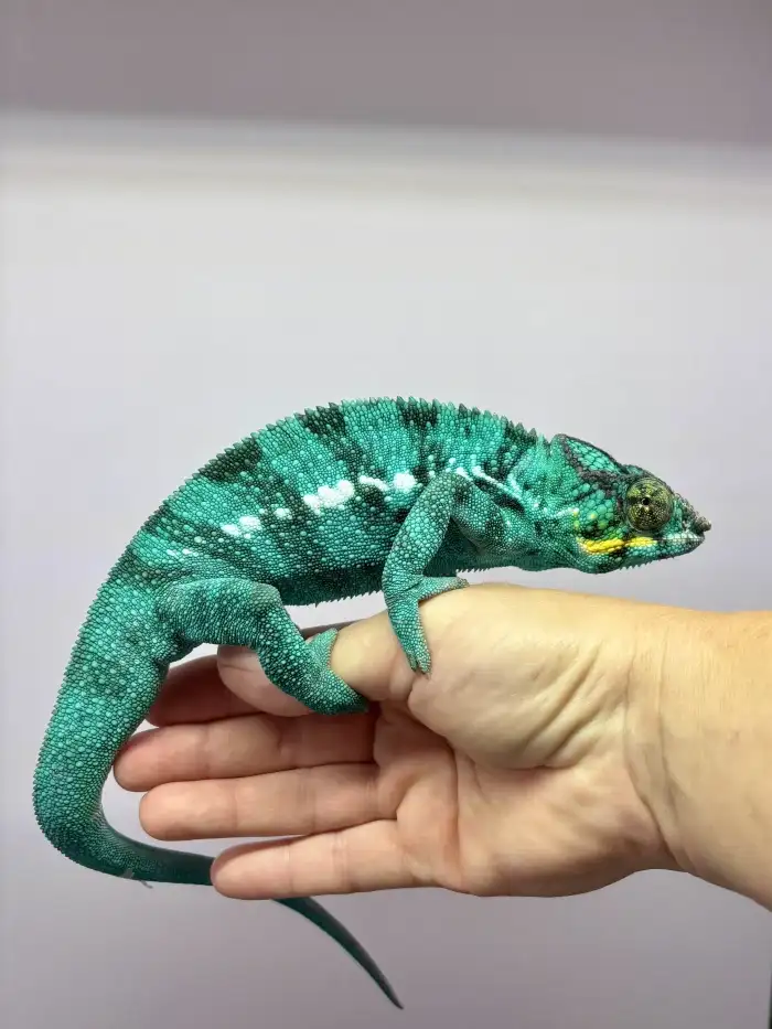 otec mláďat - není na prodej