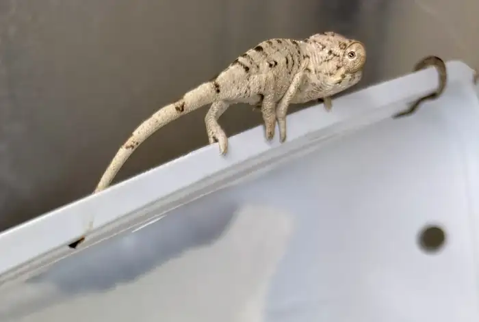 mláďata - k rezervaci
