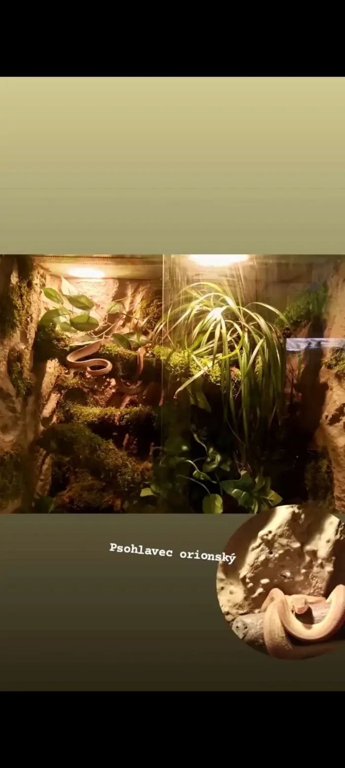 Zde je fotka i terária (prodám bez světla)