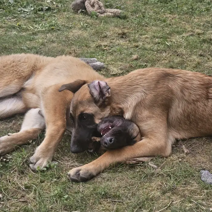 Lilly vs Buck