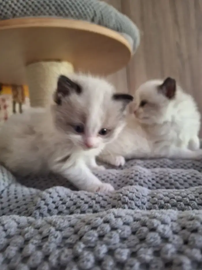 Carlos a Casper
