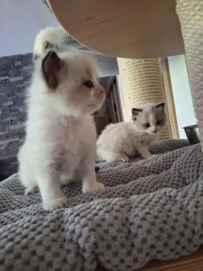 Carlos a Casper