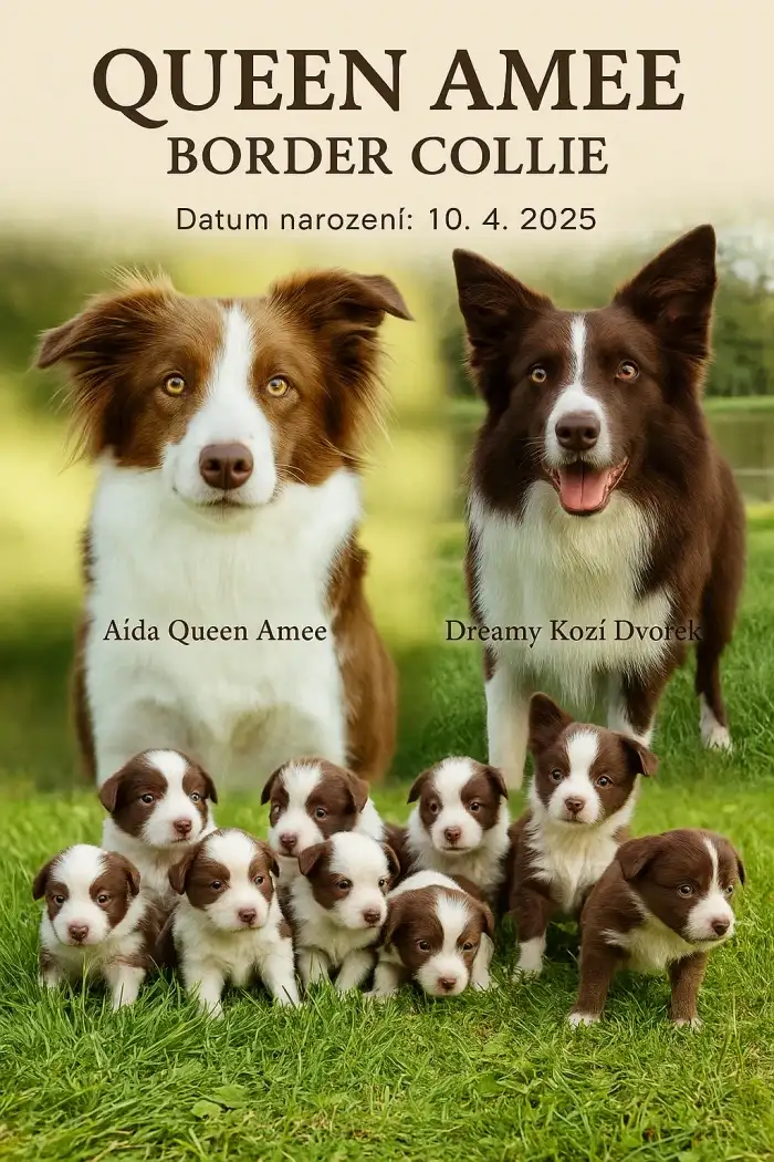 Štěňátka z ChS Queen Amee (ilustrační foto)