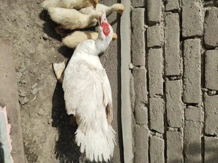 Kačena