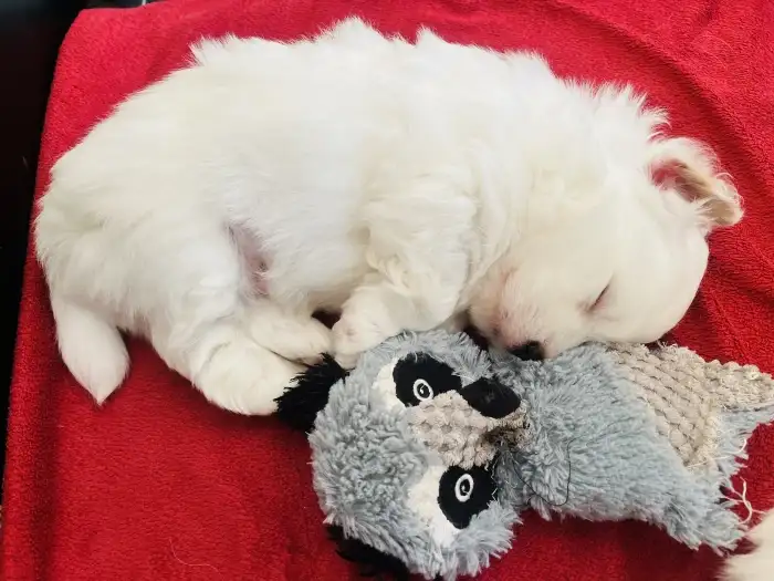 Spící Albie