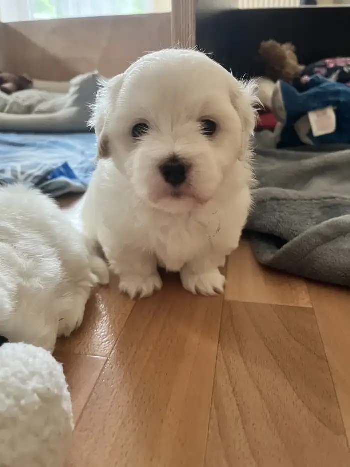 Albie 1 měsíc