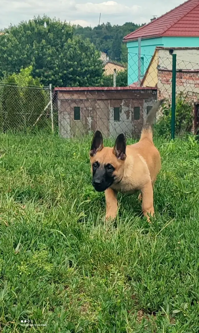 Modrý-Axel