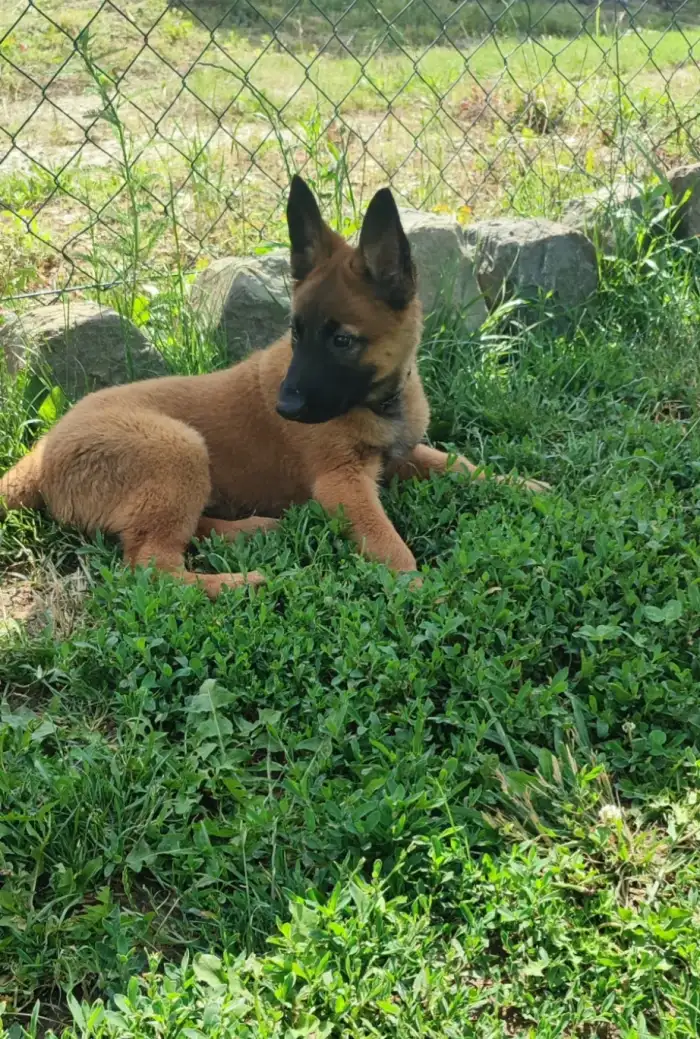 Zelený- Aragorn