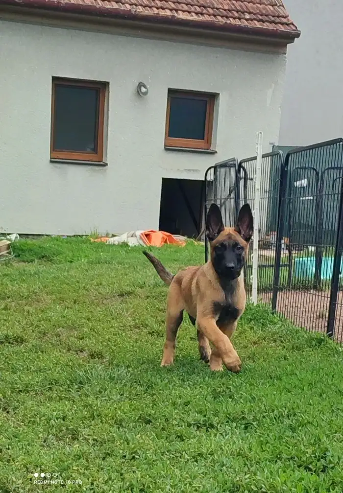 Hnědý- Achilles