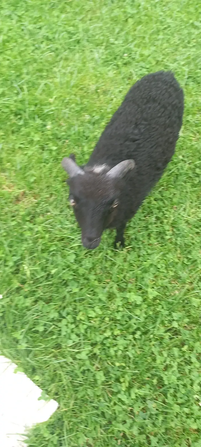 Beránek