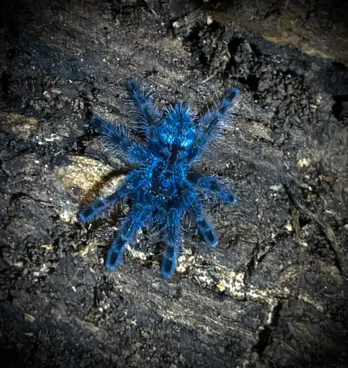 0.0.1 C. versicolor