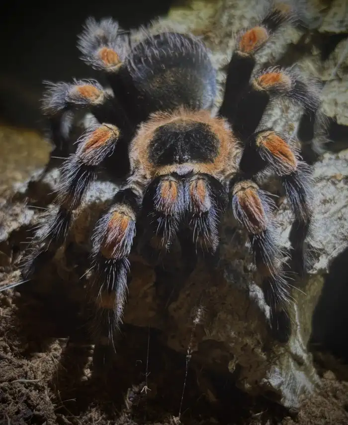 1.0 B. hamorii