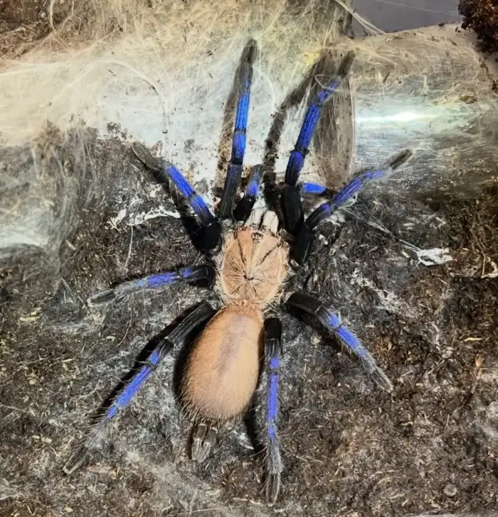 0.1 B. simoroxigorum
