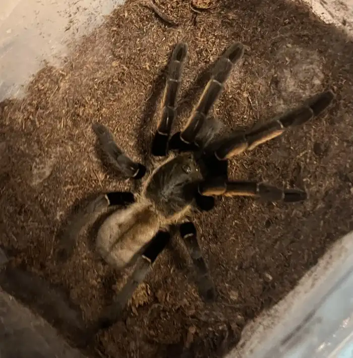 O. aureotibialis