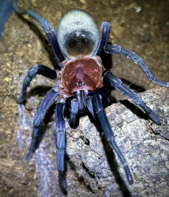 0.1 B. horrida