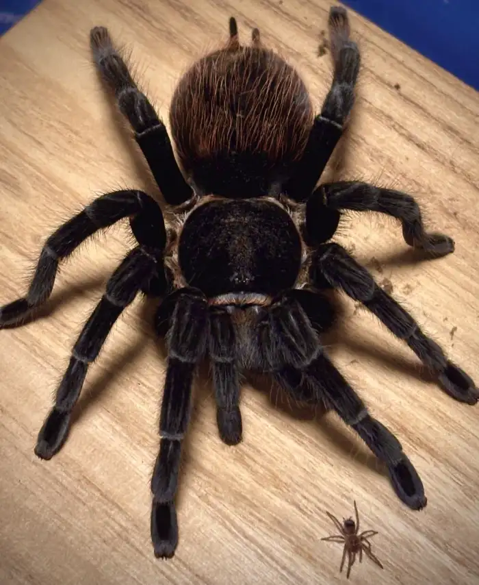 T. epicureanum