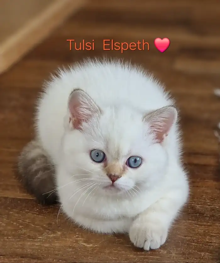 Tulsi