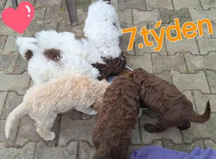 Štěňátka - 7.týden