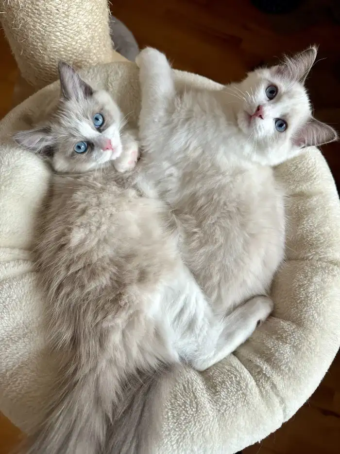Cassian (vlevo), Charlie (vpravo)