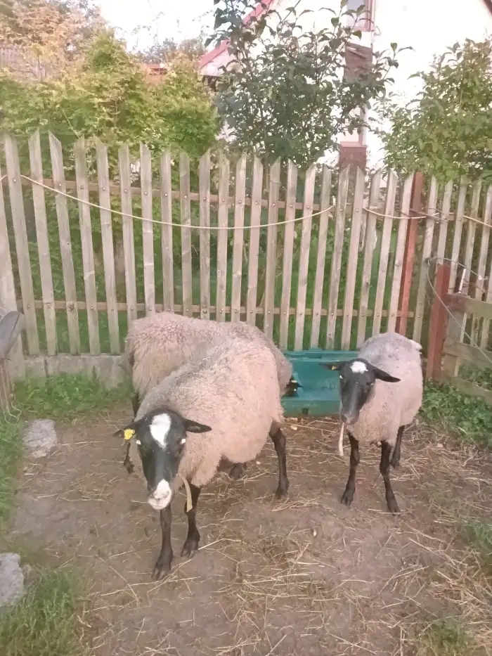 Ovce u příkrmu