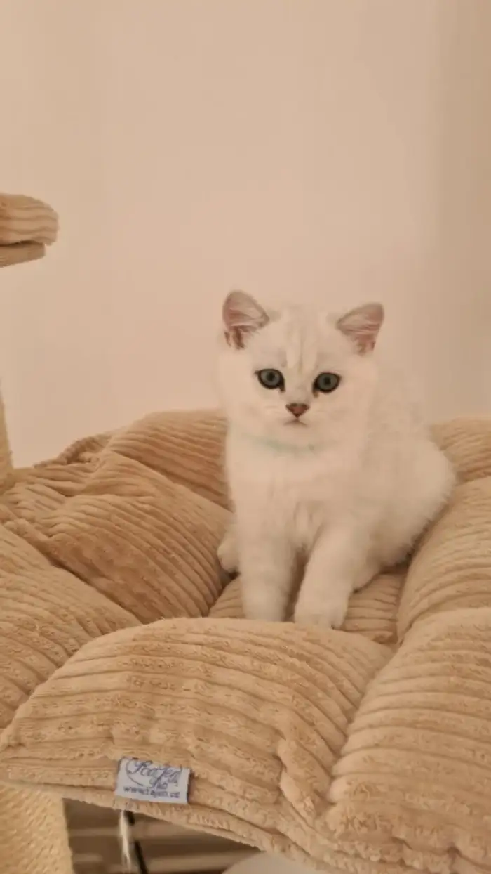 TOM