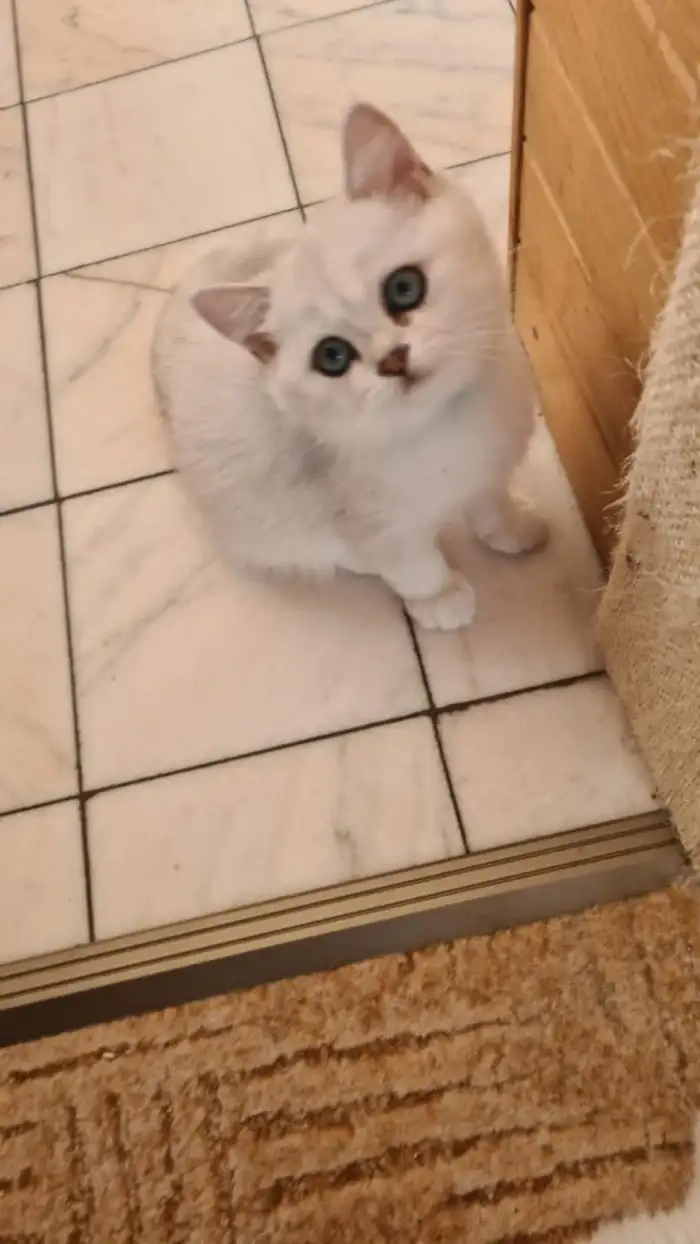 Tom