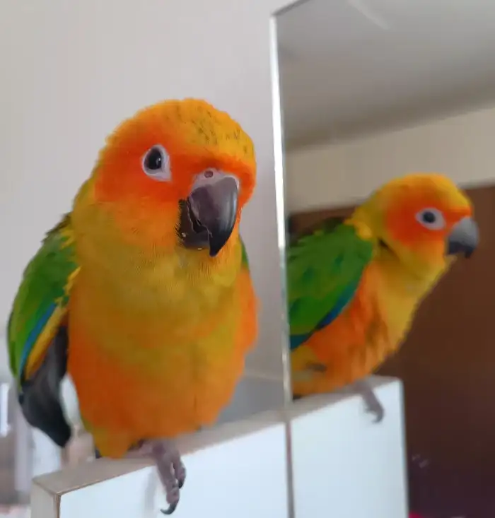 Jesii