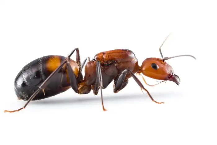 Camponotus nicobarensis