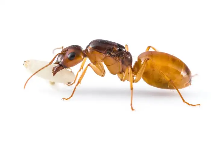 Camponotus fedtschenkoi