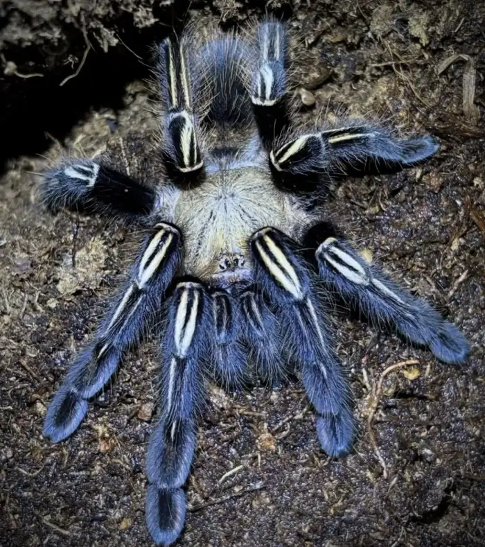 0.1 E. murinus
