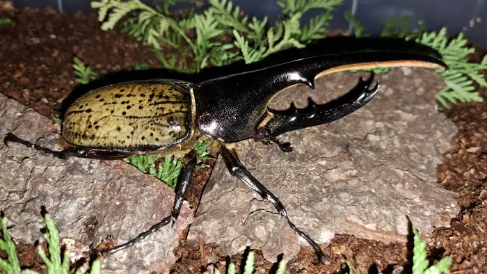 Dynastes hercules hercules