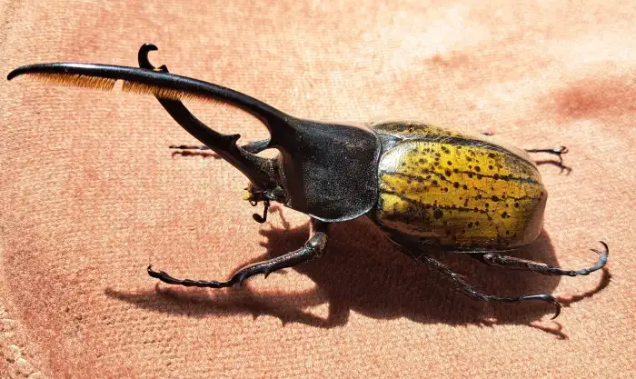 Dynastes hercules occidentalis
