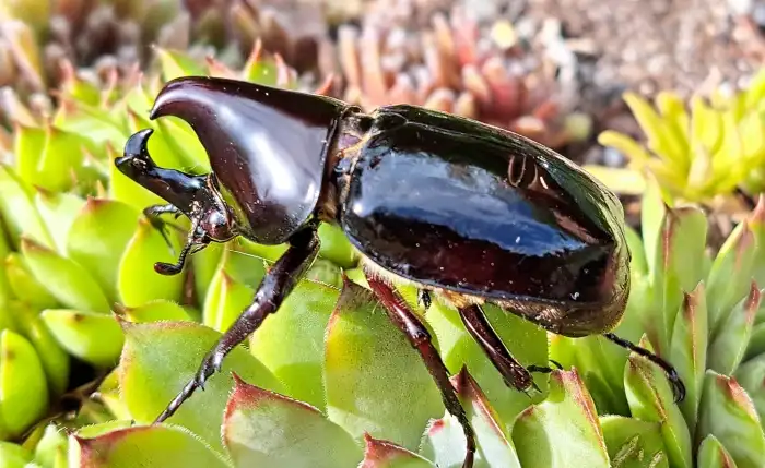 Xylotrupes beckeri