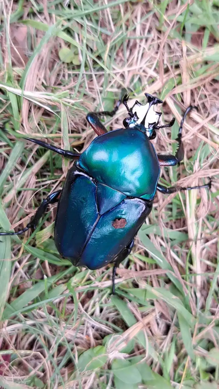 Dicronorrhina oberthueri