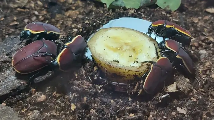 Pachnoda marginata marginata