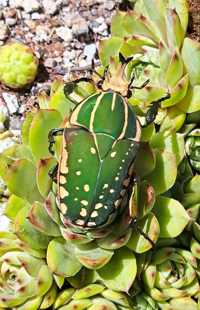 Chelorrhina polyphemus confluens