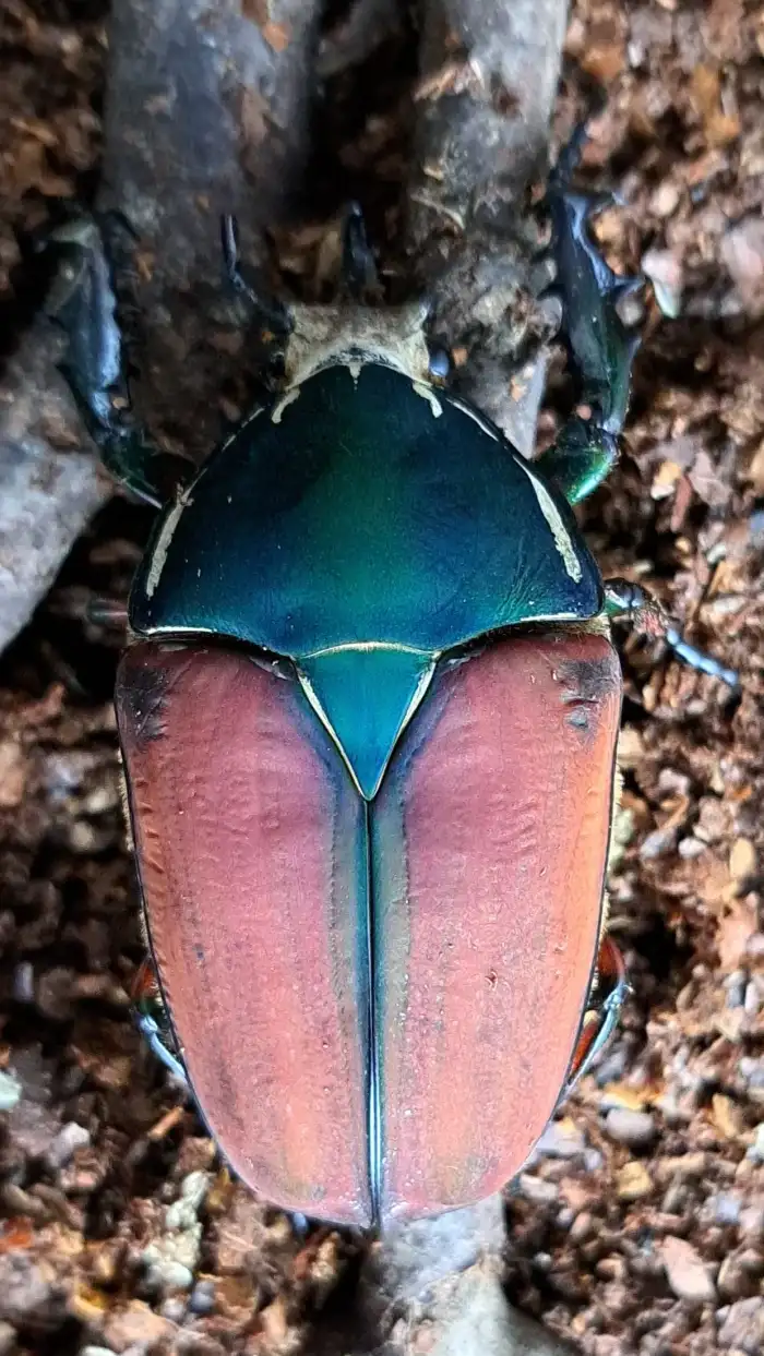 Mecynorhina torquata ugandensis