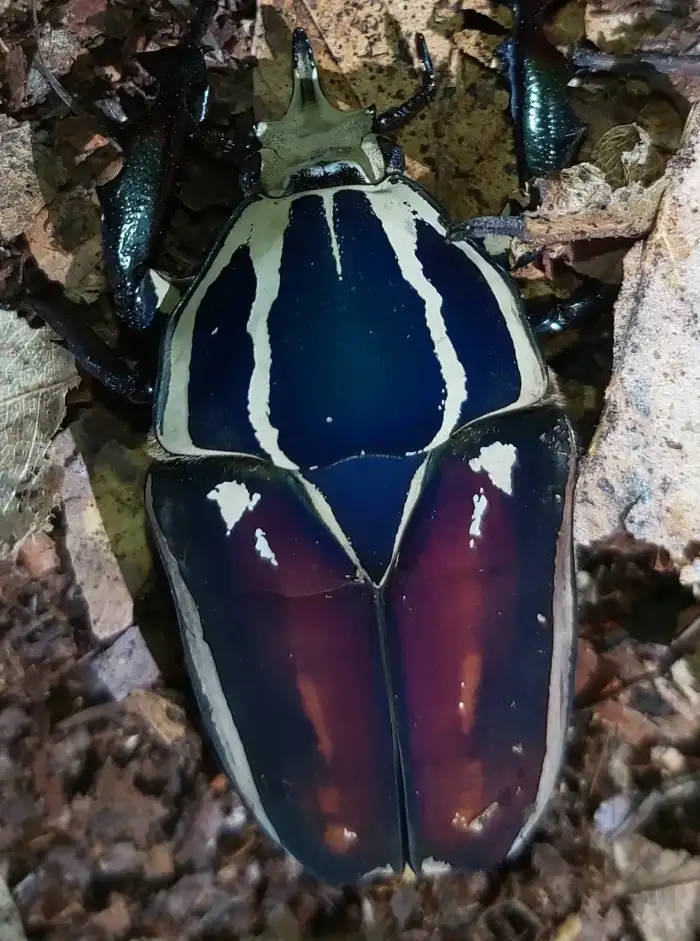 Mecynorhina torquata ugandensis