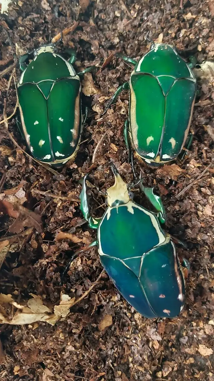 Mecynorhina torquata immaculicollis