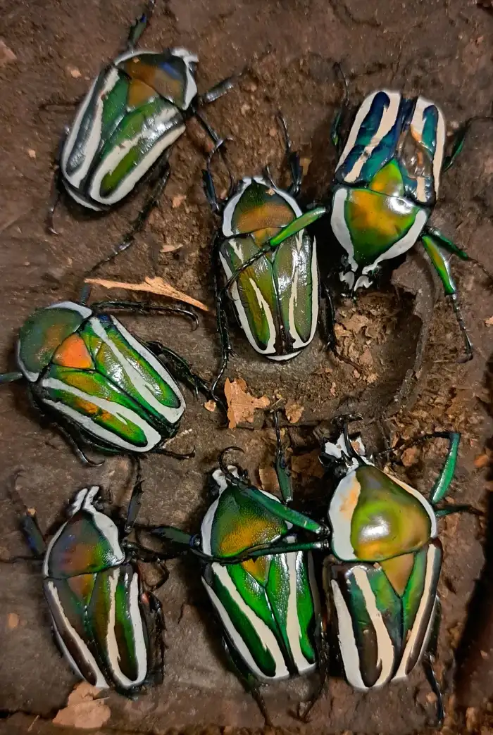 Dicronorrhina derbyana layardi