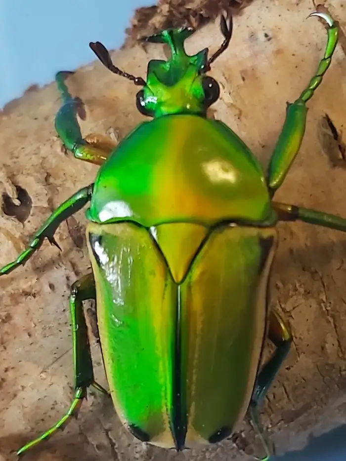 Eudicella aurata